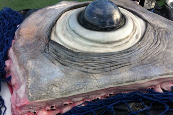 Kraken 24 at